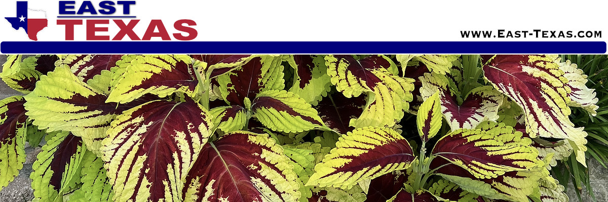 Texas Botanical Gardens and Arboretums