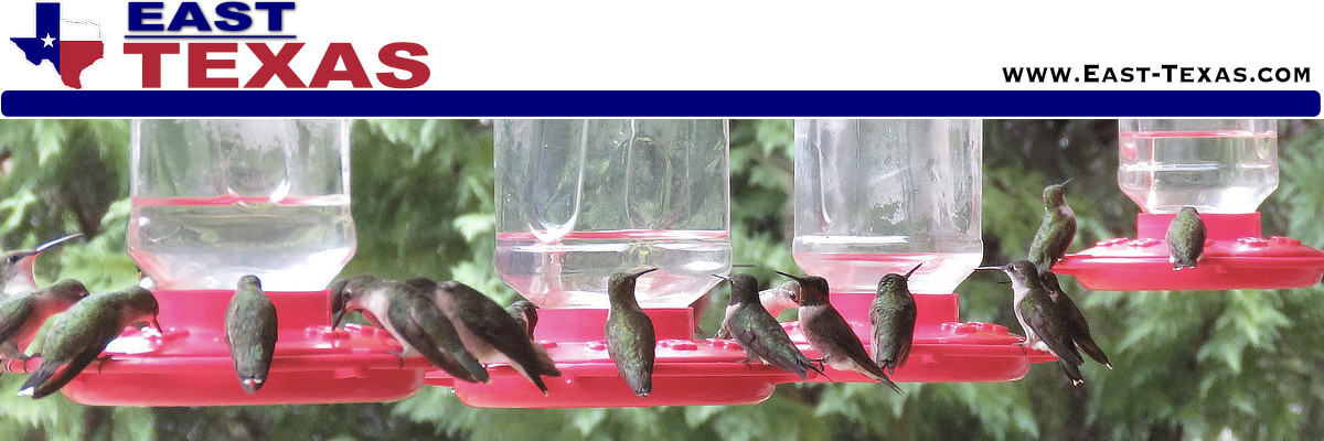 Hummingbirds in East Texas