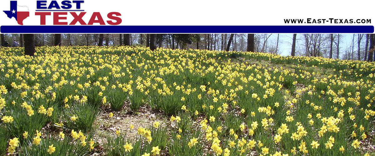 Lee Daffodil Garden, near Gladewater Texas, with photos, maps and visitor tips