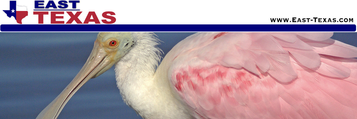 Texas Birds, Birding and Bird Watching