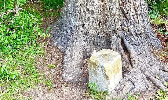 The Three States Marker at the base of the encroaching tree