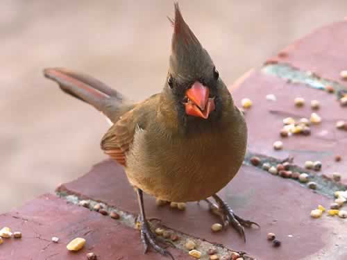 Female Cardinal