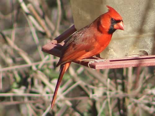 Male Cardinal