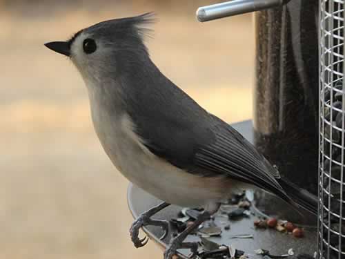 Titmouse