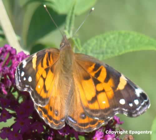 American Lady Butterfly in East Texas