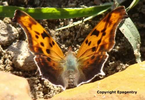 Question Mark butterfly - wings open