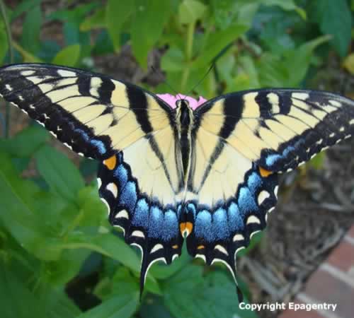 Tiger Swallowtail Butterfly near Tyler Texas
