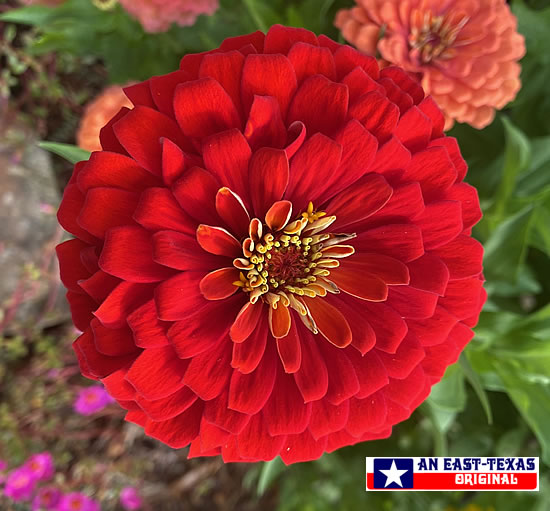 The Gardens at Texas A&M University in College Station