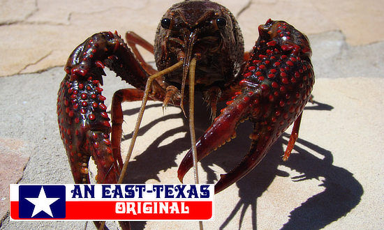 Giant Texas crawfish backing away from the boil