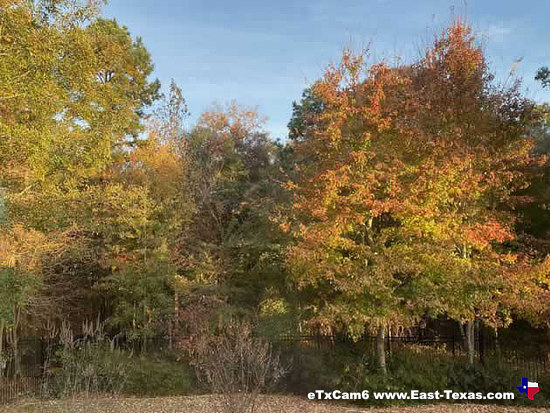 Peak Color in 2019 in East Texas - November 13, 2019