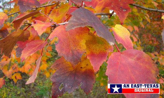 Maple tree colors at peak color in Texas