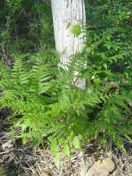 Bracken Ferns in Texas Woods Bracken Ferns in Texas Woods
