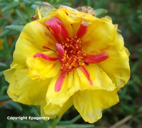 Texas Portulaca Texas Portulaca