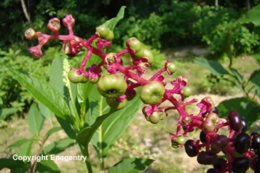 Texas Pokeweed Texas Pokeweed