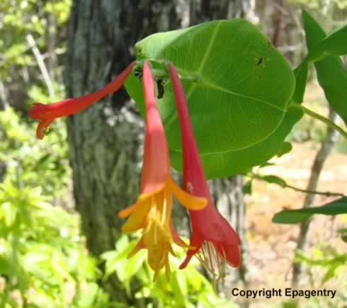 Wild Coral Honeysuckle in Texas Wild Coral Honeysuckle in Texas