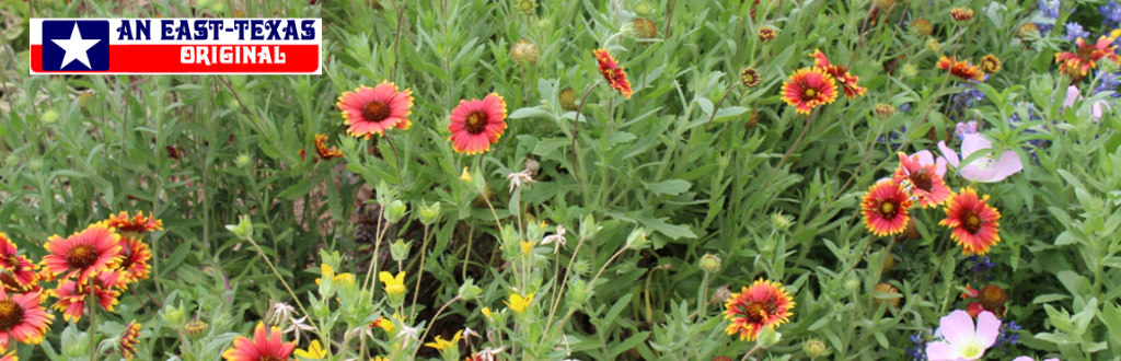 Wildflower profusion in East Texas