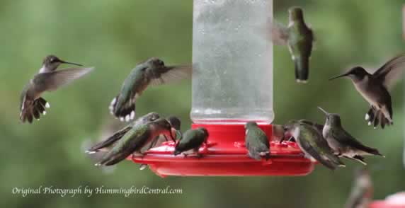 It gets crowded at the feeders in East Texas during the fall, southward migration! It gets crowded at the feeders in East Texas during the fall, southward migration!