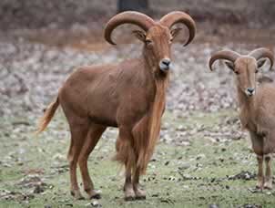 Cherokee Trace Drive-Thru Safari
