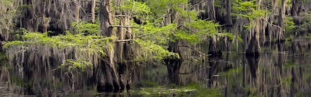 Scenic Caddo Lake in East Texas Caddo Lake in East Texas