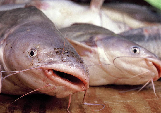 Catfish from the Steinhagen Reservoir in Texas