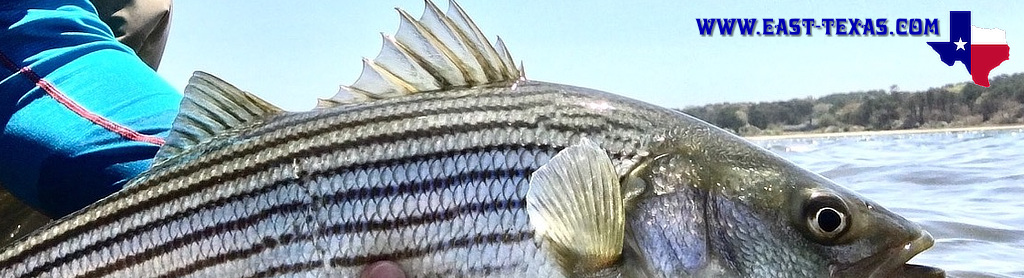 Another great day of bass fishing on Lake Conroe!