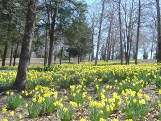 Field of Daffodils in Texas
