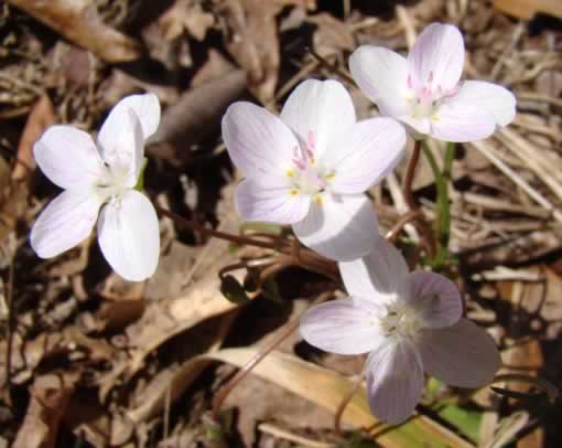 Wildflowers near Gladewater Texas Wildflowers near Gladewater Texas