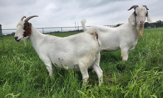 Black Beauty Ranch in Murchison, Texas