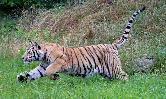 Black Beauty Ranch in Murchison, Texas