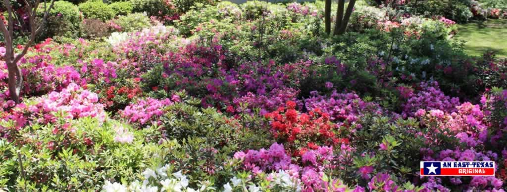 Nacogdoches Azalea Trail Nacogdoches Azalea Trail