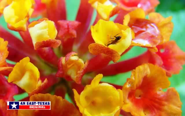 Texas Lantana ... loved by hummingbirds and butterflies ... and ants! Texas Lantana ... loved by hummingbirds and butterflies ... and ants!