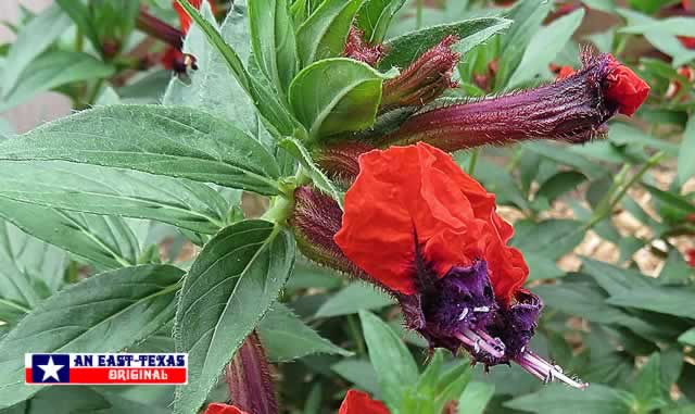 The color and complexity of Batface Cuphea The color and complexity of Batface Cuphea