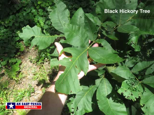 A young Black Hickory tree in the East Texas Pineywoods A young Black Hickory tree in the East Texas Pineywoods