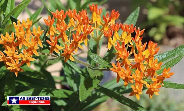 Bright orange and yellow Butterfly Weed thrives in the heat of East Texas summers Bright orange and yellow Butterfly Weed thrives in the heat of East Texas summers