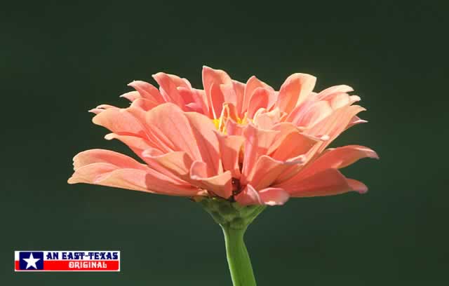 The majesty of the California Giant Zinnia ... 4" blooms on 4' plants The majesty of the California Giant Zinnia ... 4" blooms on 4' plants