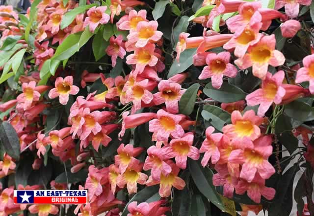 A profusion of color from the Cross Vine in the Spring ... a hummingbird favorite