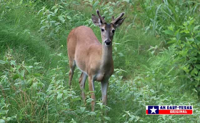 Alert deer amidst the lush green grasses of East Texas Alert deer amidst the lush green grasses of East Texas