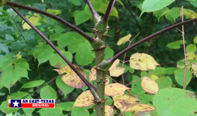 The Devil's Walkingstick in East Texas The Devil's Walkingstick in East Texas