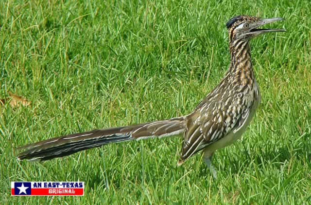 Roadrunner, up close and personal ... Longview, Texas Roadrunner, up close and personal ... Longview, Texas