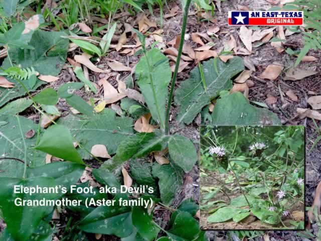 Elephant's Foot, or Devil's Grandmother, growing on the floor of the East Texas woods Elephant's Foot, or Devil's Grandmother, growing on the floor of the East Texas woods