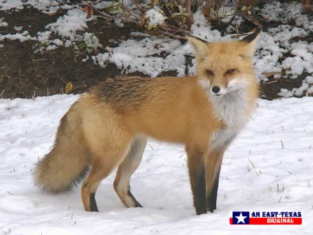 Fox in the snow in East Texas Fox in the snow in East Texas