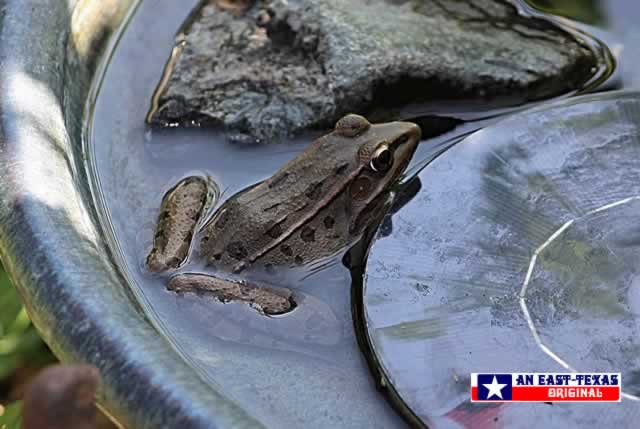 Frog enjoying the cool water in the birdbath in East Texas Frog enjoying the cool water in the birdbath in East Texas