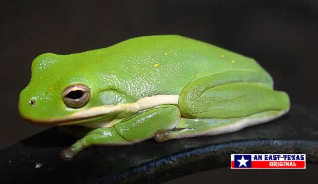 Green Tree Frog Green Tree Frog