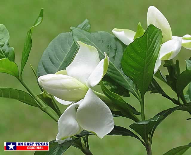 Flagrant Slack Gardenias in full bloom in the Spring in Texas Flagrant Gardenias in full bloom in the Spring in Texas