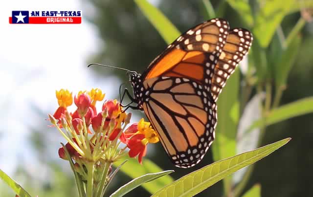 Two favorites in our East Texas garden: Tropical Milkweed and Monarch Butterflies Two favorites in our East Texas garden: Tropical Milkweed and Monarch Butterflies
