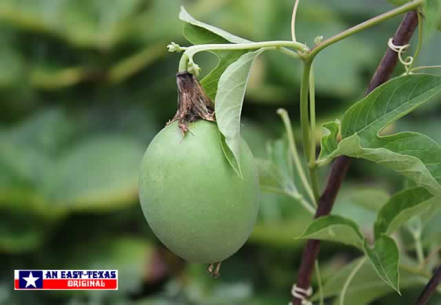 The fruit of the native Passion Vine: The MayPop The fruit of the native Passion Vine: The MayPop