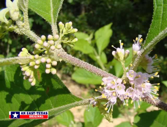 The delicate pink blossoms of the Beauty Berry in Spring The delicate pink blossoms of the Beauty Berry in Spring