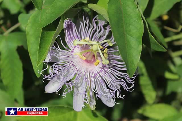 Native Texas Passion Vine ... the MayPop ... in full bloom Native Texas Passion Vine ... the MayPop ... in full bloom