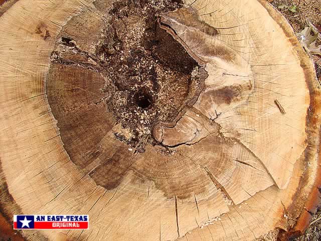 The remains of one of our favorite oak trees, sadly hit bit lightning ... here are the rings on the stump The remains of one of our favorite oak trees, sadly hit bit lightning ... here are the rings on the stump