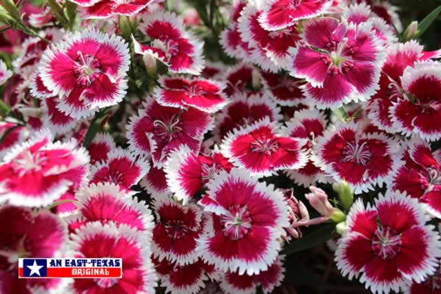 Easy to grow, with plenty of colorful returns ... from these pink and white Dianthus Easy to grow, with plenty of colorful returns ... from these pink and white Dianthus